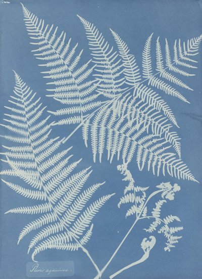 Pteris Aquilina by Anna Atkins